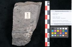 Foto (Objekt + Etikett) von Plantae indet.  (NHMW-GEO-2024-0188-10227)